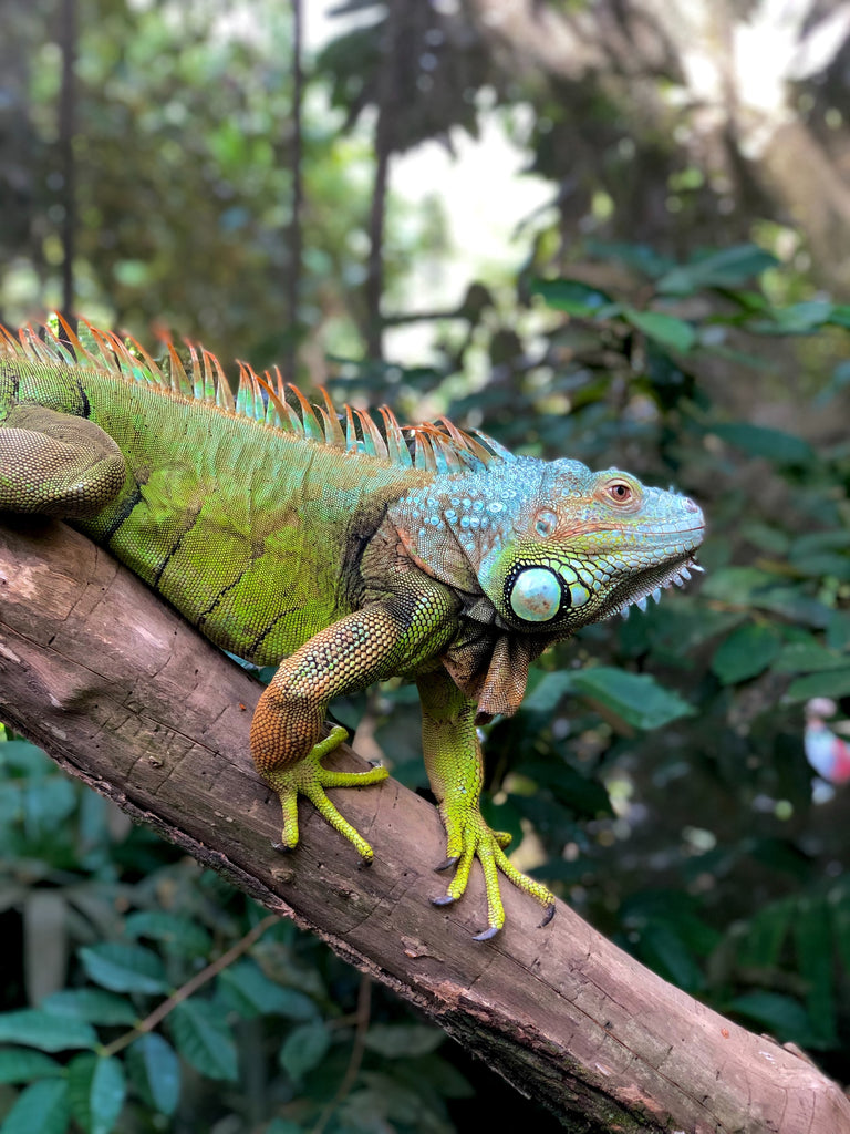 Saving Florida from Invasive Species –  a Three Part Series – Series 2:  Iguanas