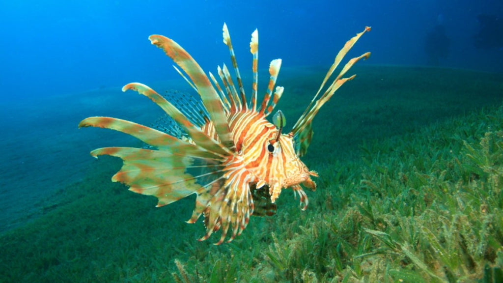Saving Florida from Invasive Species –  a Three Part Series – Series 3:  Lionfish