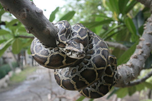 Saving Florida from Invasive Species –  a Three Part Series – Series 1:  Pythons