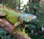 iguana_1296x 90x80