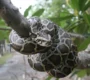 python_1296x 90x80