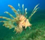 lionfish_2_1296x 90x80